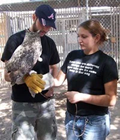Shaneen preparing to hold owl on gloved arm