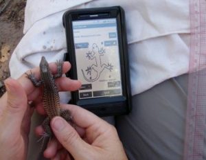 Mobile app helps identify a lizard